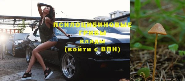 сатива Новозыбков