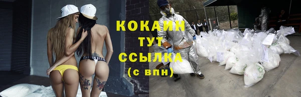 сатива Новозыбков